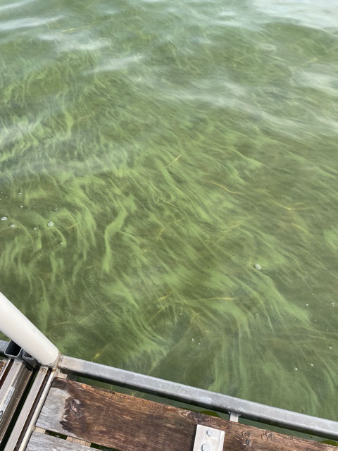 Western Shore of Lake Champlain Not Exempt From Algae | The Peru Gazette